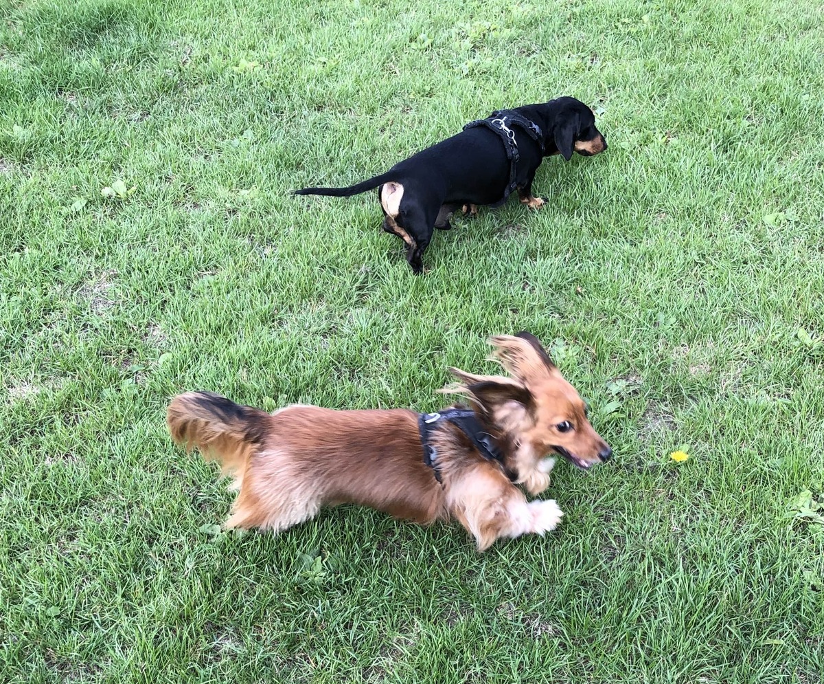 Pack Walk